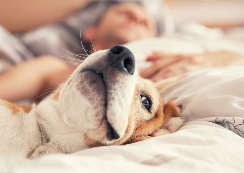 Que Hacer Cuando A Tu Pareja No Le Gusta Tu Mascota