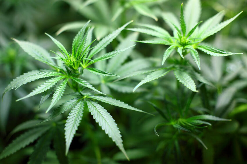 Marihuana Cannabis Mitos y Verdades